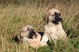 KANGAL 068